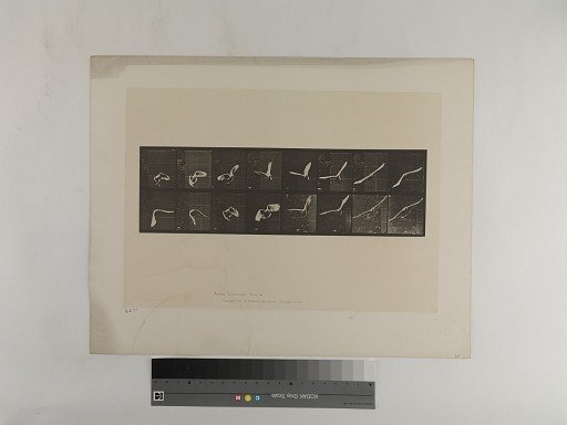 Animal Locomotion. Plate 761.