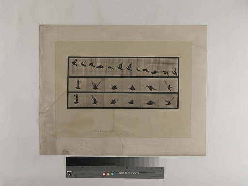 Animal Locomotion. Plate 755.