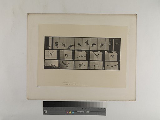 Animal Locomotion. Plate 764.