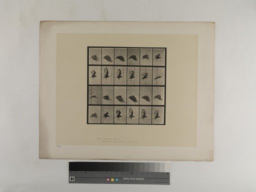 Animal Locomotion. Plate 765.