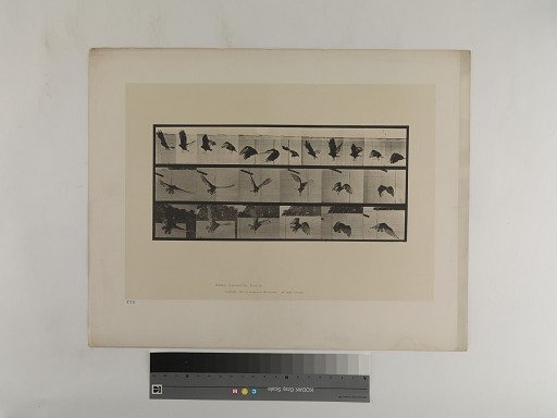 Animal Locomotion. Plate 767.