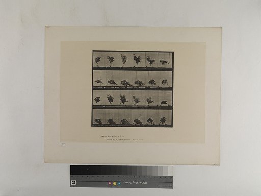 Animal Locomotion. Plate 770.