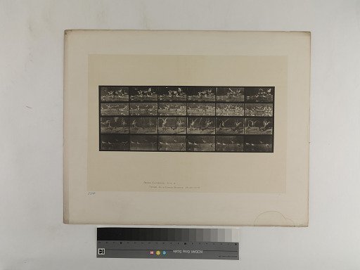 Animal Locomotion. Plate 777.