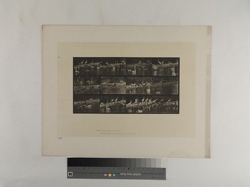 Animal Locomotion. Plate 779.