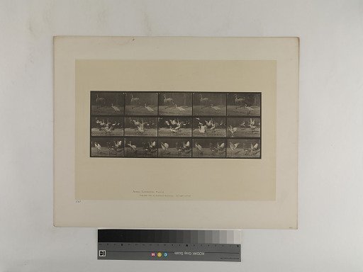 Animal Locomotion. Plate 778.