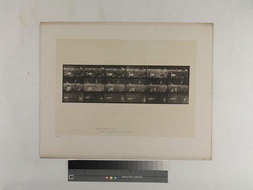 Animal Locomotion. Plate 776.