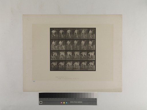 Animal Locomotion. Plate 705.