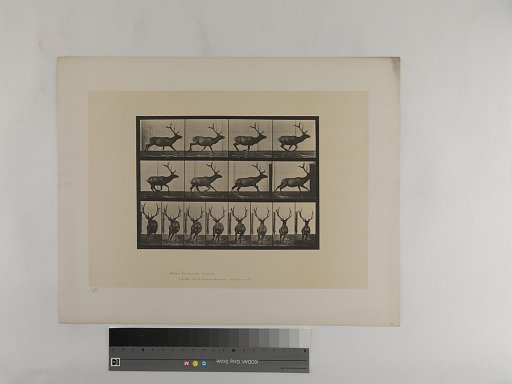 Animal Locomotion. Plate 695.