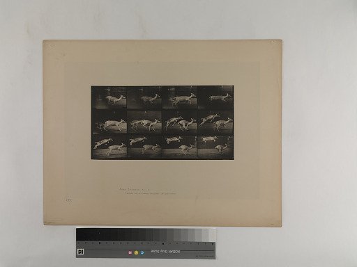 Animal Locomotion. Plate 691.