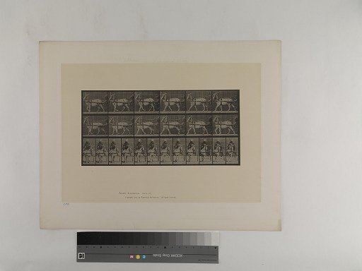 Animal Locomotion. Plate 678.