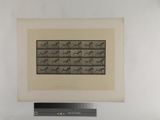 Animal Locomotion. Plate 679.