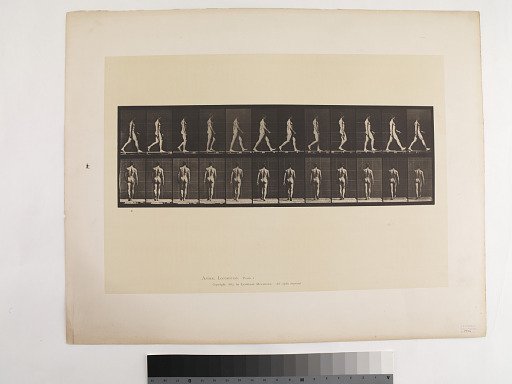 Animal Locomotion. Plate 2.