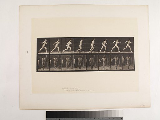 Animal Locomotion. Plate 4.
