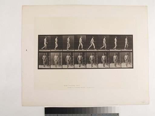 Animal Locomotion. Plate 5.