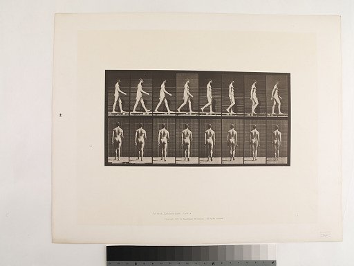 Animal Locomotion. Plate 8.