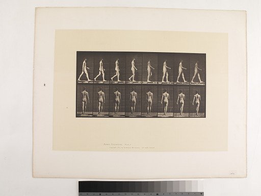 Animal Locomotion. Plate 9.
