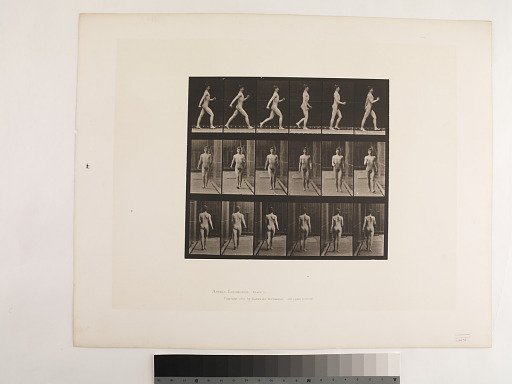 Animal Locomotion. Plate 10.