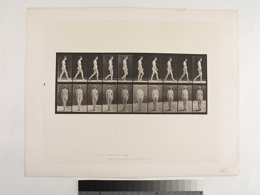 Animal Locomotion. Plate 15.