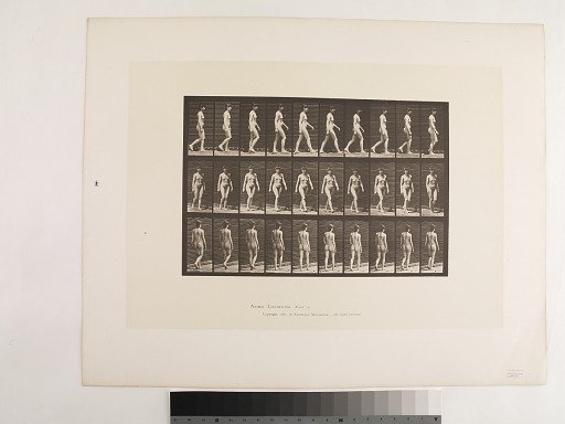 Animal Locomotion. Plate 16.