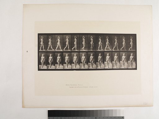 Animal Locomotion. Plate 17.