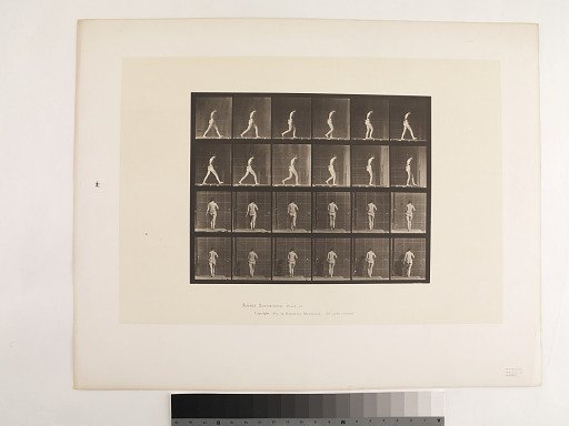 Animal Locomotion. Plate 20.