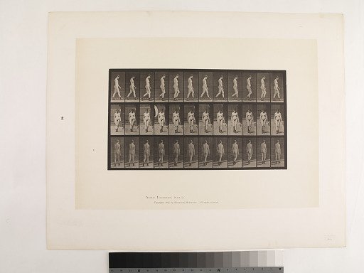 Animal Locomotion. Plate 22.