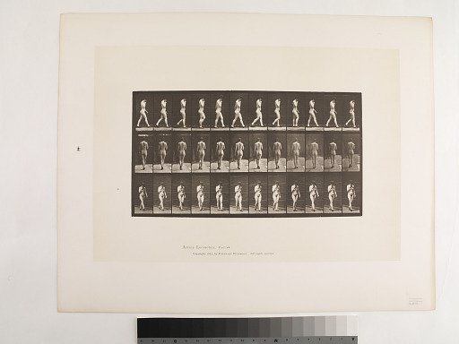 Animal Locomotion. Plate 23