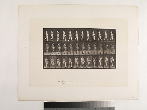 Animal Locomotion. Plate 24.