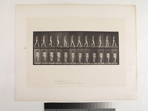Animal Locomotion. Plate 25.
