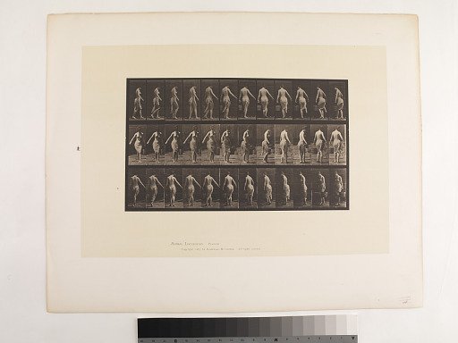 Animal Locomotion. Plate 50.