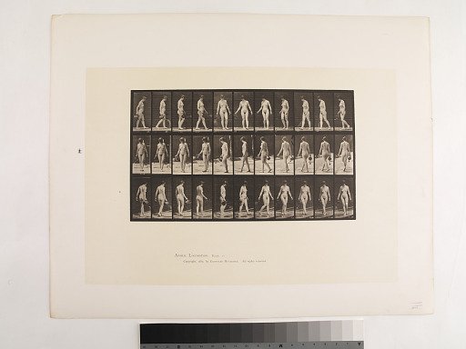 Animal Locomotion. Plate 51.