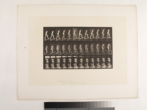 Animal Locomotion. Plate 76.