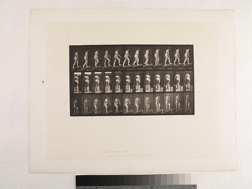 Animal Locomotion. Plate 77.