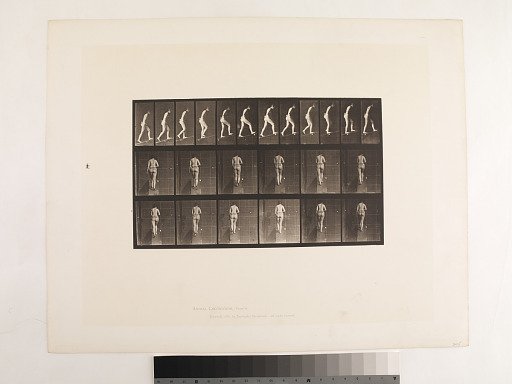 Animal Locomotion. Plate 79.