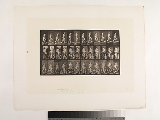 Animal Locomotion. Plate 81.