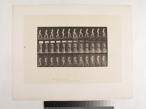 Animal Locomotion. Plate 85.
