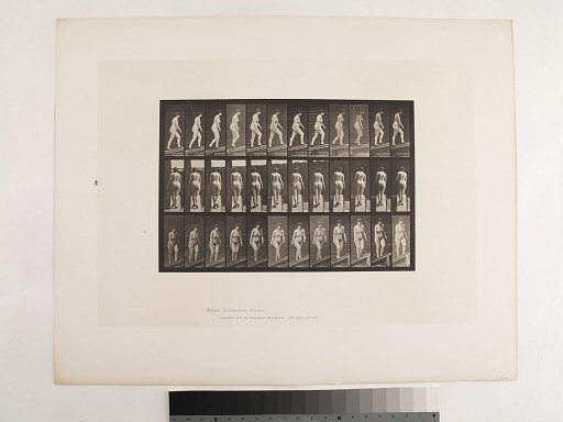 Animal Locomotion. Plate 86.