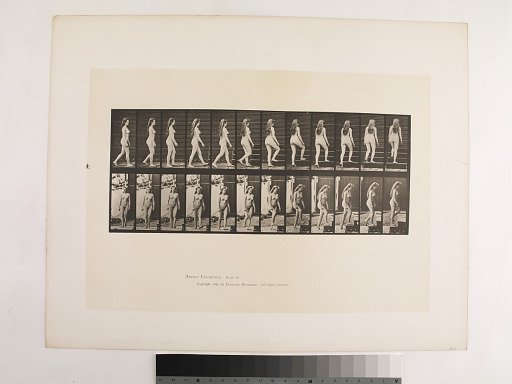 Animal Locomotion. Plate 99.