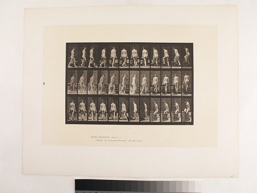 Animal Locomotion. Plate 104.