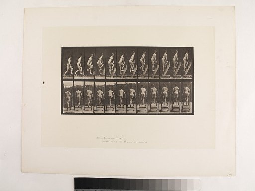 Animal Locomotion. Plate 109.
