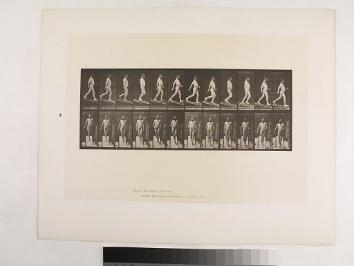Animal Locomotion. Plate 113.