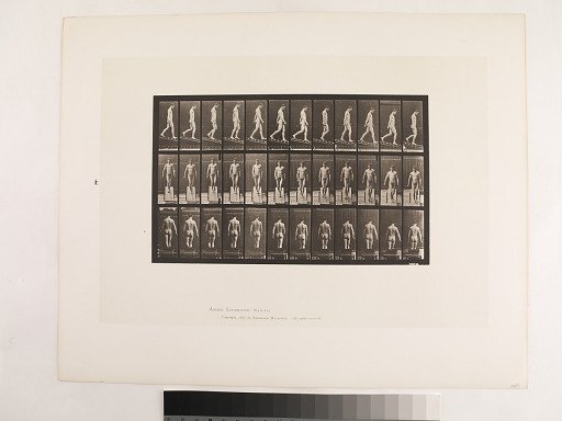 Animal Locomotion. Plate 114.
