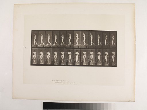 Animal Locomotion. Plate 115.