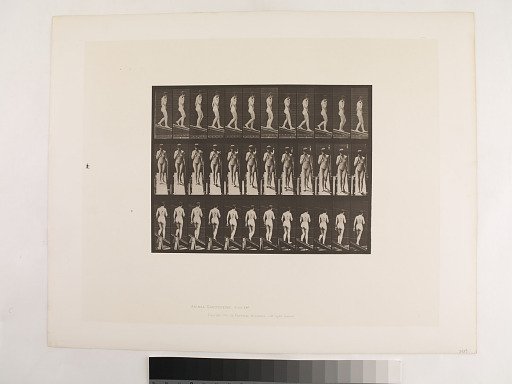 Animal Locomotion. Plate 116.