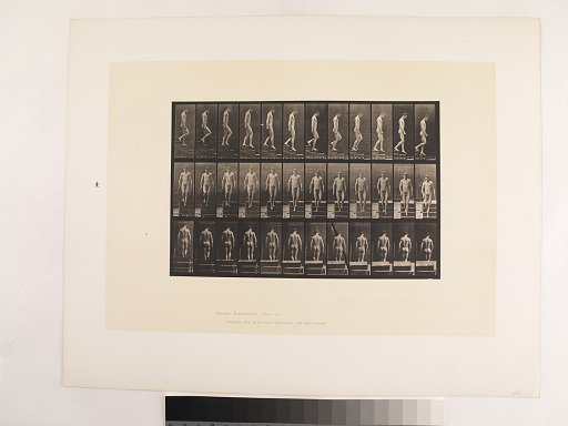 Animal Locomotion. Plate 125.