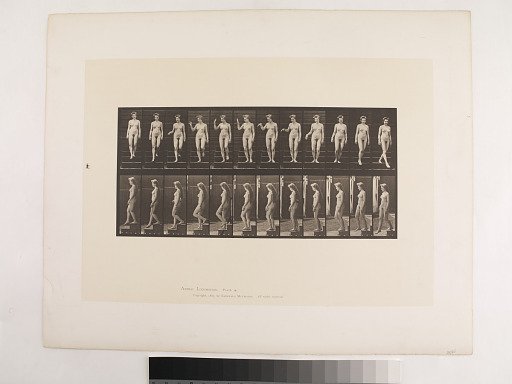 Animal Locomotion. Plate 131.