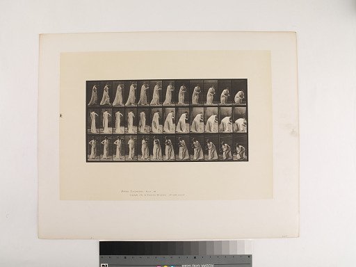 Animal Locomotion. Plate 205.