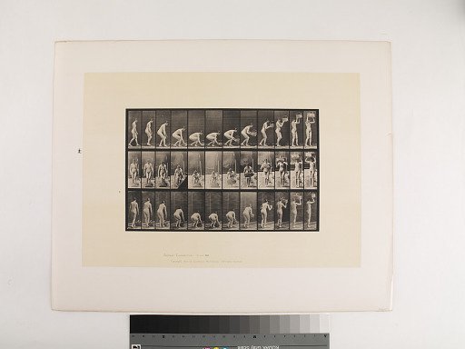 Animal Locomotion. Plate 221.