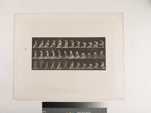 Animal Locomotion. Plate 232.