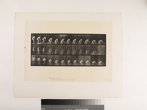 Animal Locomotion. Plate 252.